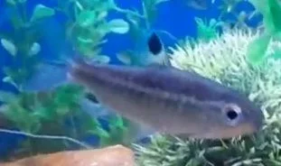 fish3.webp