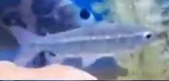 fish4.webp