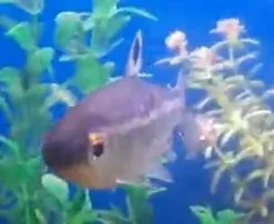 fish5.webp
