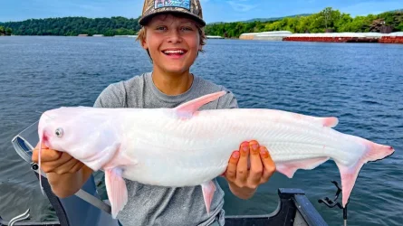 catfish.webp