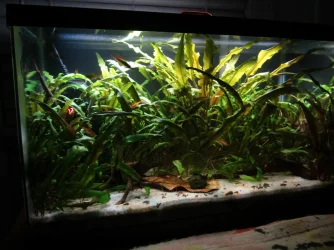 crypts.webp