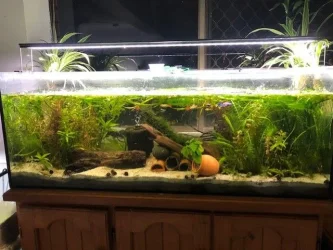 tank july.webp