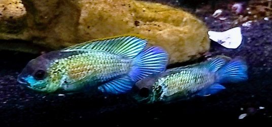 EBA Parents.jpg EBA Parents.jpg