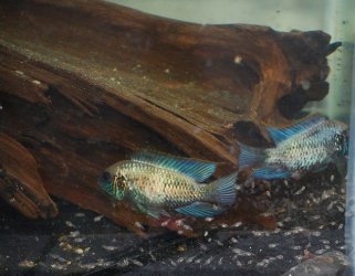 EBA pair with swimmers 41721.jpg EBA pair with swimmers 41721.jpg