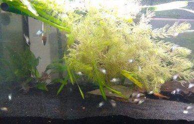 EBA Brood 1.jpg EBA Brood 1.jpg