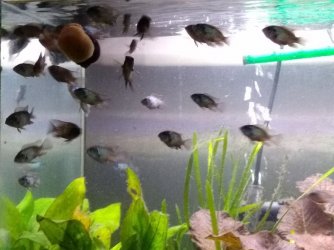 EBA Brood 333019.jpg EBA Brood 333019.jpg