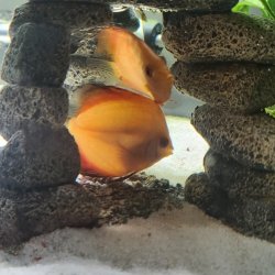 discus01.jpg discus01.jpg