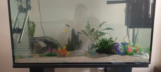 fishtank.webp