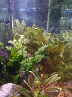 IMG_20220720_134032932.jpg