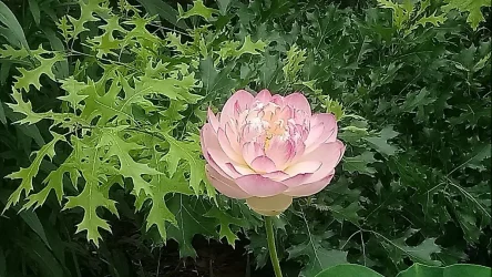 LotusJune2021_4348.webp