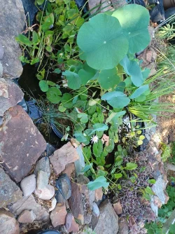 LotusPondJuly2022.webp