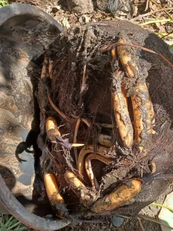 Lotus_roots_sm.webp