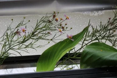 reseus coryop (640x427).webp