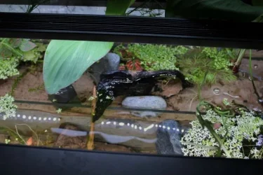 topview (640x427).webp
