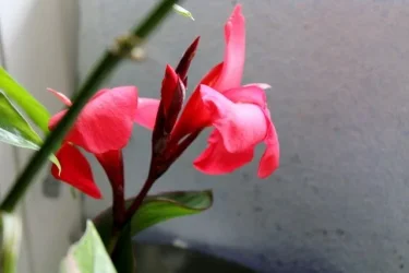 lily1 (640x427).webp