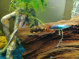 ClownPlecoJuly25.webp