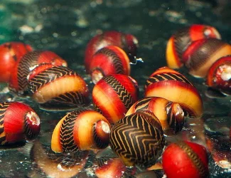 Snail-RedRacer2018vittinawaigiensis.webp