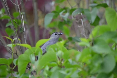 catbird24.webp