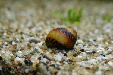 waigiensis.webp