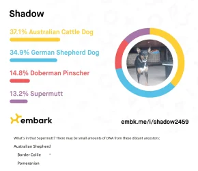 shadow2459.webp