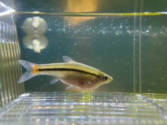 plump_raspbora1.jpg