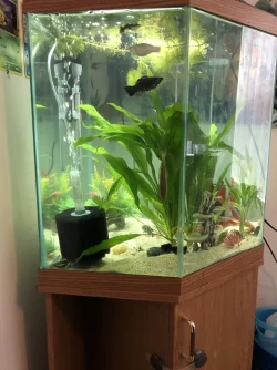 Left side tank.webp