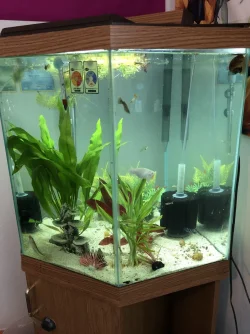 Right side tank.webp