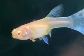Guppy Poop Side 2.webp