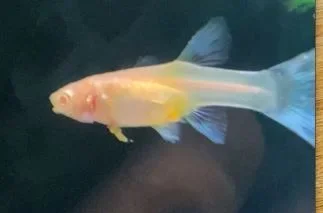 Guppy Poop Side 1.webp