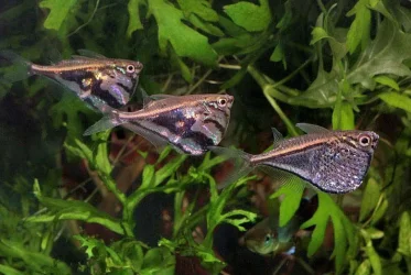 Carnegiella marthae & C. strigata1.webp