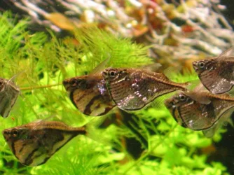 Carnegiella marthae & strigata2.webp