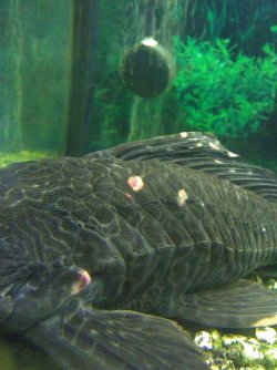 Pleco.jpg