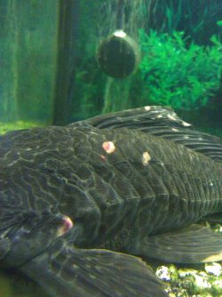 Pleco.jpg