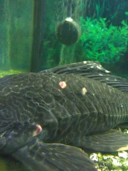 Pleco.webp