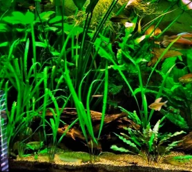 90g July 28-17 - Copy.webp