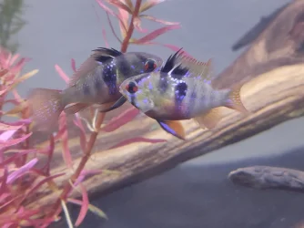 Two Fish.webp