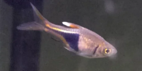Rasbora.webp