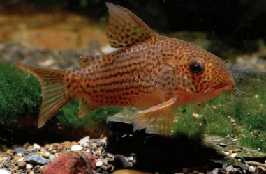 Corydoras eversi.webp