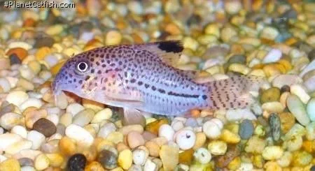 Corydoras julii2.webp