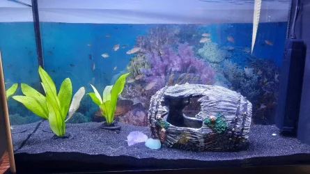 plant-kids tank.webp