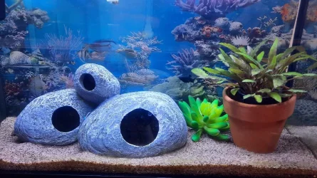 plant-my tank.webp