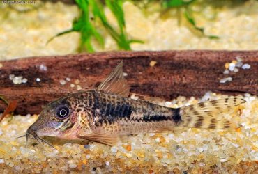 Corydoras fulleri 1.jpg