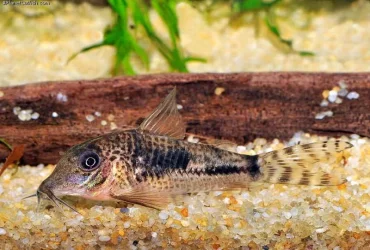 Corydoras fulleri 1.webp