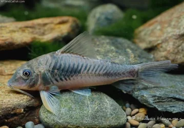 Corydoras fulleri 2.webp