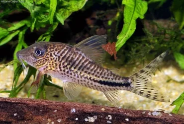Corydoras fulleri 3.webp