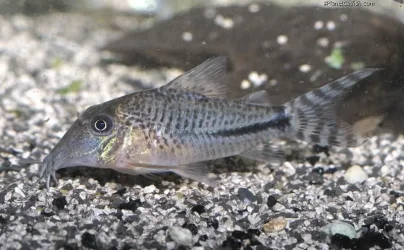 Corydoras fulleri 4.webp