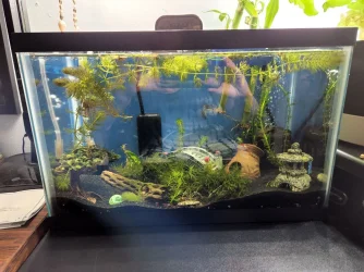 new shrimp tank.webp