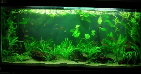 115g reset July 31-11.webp
