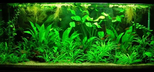 115g Apr 6-12.webp