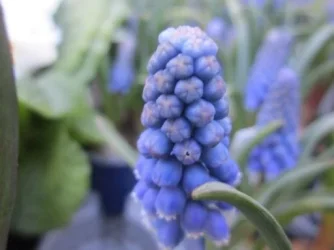 flower.webp